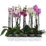 Perhoskämmekkä Phalaenopsis Mix 2-vanainen P12
