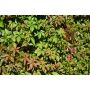 Säleikkövilliviini Parthenocissus Inserta AT2