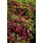 Imukärhivilliviini Parthenocissus Quinquefolia AT2
