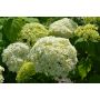 Pallohortensia Hydrangea Arborescens Annabelle