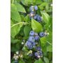 Tarhapensasmustikka Vaccinium Angustifolium North Blue
