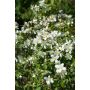 Pikkujasmike Philadelphus Lemoinei