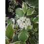 Valkokirjokanukka Cornus Alba Sibirica Variegata