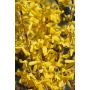Komeaonnenpensas Forsythia Intermedia Courtalyn
