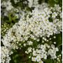Norjanangervo Spiraea Grefsheim AT2