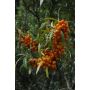 Tyrni Hippophae rhamnoides Raisa