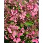Syyshortensia Hydrangea Paniculata Early Sensation