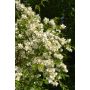 Loistojasmike Tähtisilmä Philadelphus Lewisii