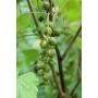 Viherherukka Ribes Nigrum Venny