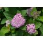 Rinneangervo Spiraea Densiflora