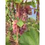 Viiniköynnös Vitis hybridum Somerset Seedless