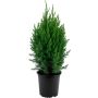 Kiinankataja Juniperus Stricta P13