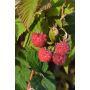 Pensasvadelma Rubus Idaeus Takalan Herkku