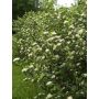 Marja-Aronia Mitschurinii Viking