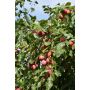 Luumu Prunus Domestica Victoria