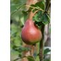 Päärynä Pyrus Communis Narjadnaja Efimova