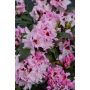 Alppiruusu Rhododendron Royal Butterfly