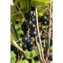 Mustaherukka Ribes Nigrum Pohjan Jätti