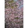 Rusokirsikka Prunus Sargentii