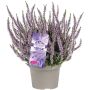 Kanerva Calluna Vulgaris Herbstlavendel P13