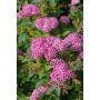Tummakeijuangervo Spiraea Japonica Lilly