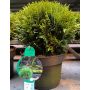 Kääpiöpallotuija Thuja Occidentalis Danica