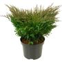 Maljakataja Juniperus Horizontalis Andorra Compact