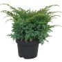 Sinikataja Juniperus Squamata Blue Swede