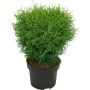 Pallotuija Thuja Occidentalis Tiny Tim