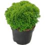 Kääpiöpallotuija Thuja Occidentalis Danica