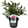 Alppiruusu Rhododendron Grandiflorum P13