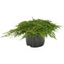 Kääpiökataja Juniperus Communis Green Carpet P17
