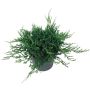 Sinilaakakataja Juniperus Horizontalis Blue Chip P17