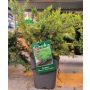 Laakakataja Juniperus Horizontalis Prince Of Wales P17