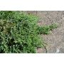 Sinilaakakataja Juniperus Horizontalis Wiltonii P17