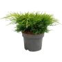Tarhakataja Juniperus Pfitzeriana Old Gold P17