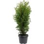 Kartiotuija Thuja Occidentalis Brabant P17