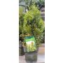 Timanttituija Thuja Occidentalis Smaragd Var P17