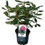 Alppiruusu Rhododendron Roseum Elegans P13