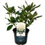 Alppiruusu Rhododendron Cunningham White P13