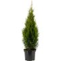 Timanttituija Thuja Occidentalis Smaragd P19