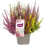 Kanerva Calluna Vulgaris Colour Mix P13