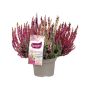 Kanerva Calluna Vulgaris Colour Mix P13