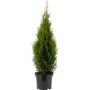 Timanttituija Thuja Occidentalis Smaragd P19