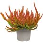 Kanerva Calluna Vulgaris Sunset Girls P12