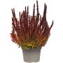 Kanerva Calluna Vulgaris Sunset Girls P12