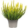 Kanerva Calluna Vulgaris Sunset Girls P12