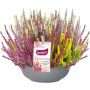 Kanerva Calluna Vulgaris Smixies P23