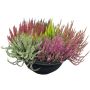 Kanerva Calluna Vulgaris Smixies P40