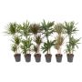 Traakkipuu Dracaena Mix P21